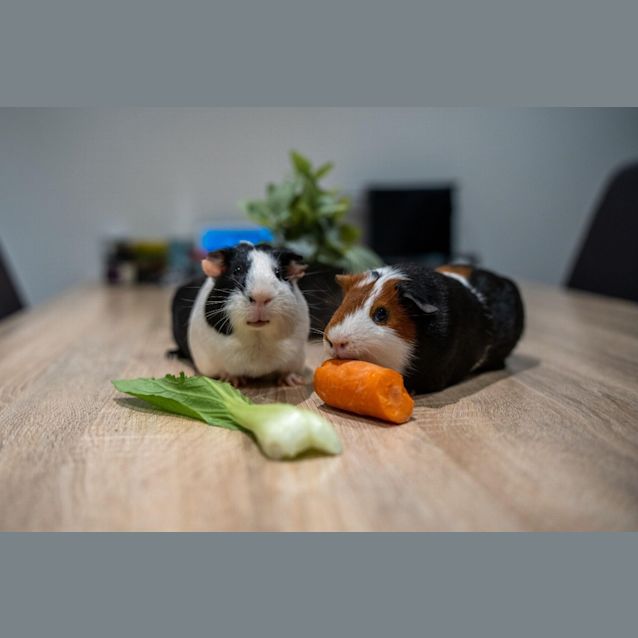 Photo of Astro / Peppa