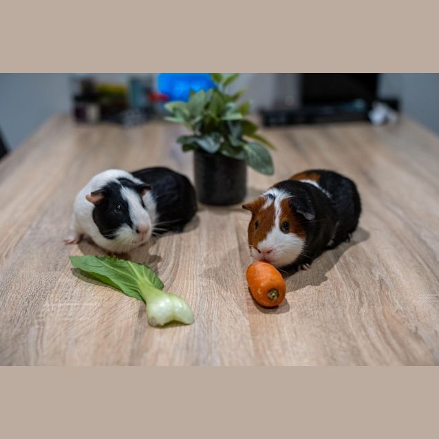 Photo of Astro / Peppa