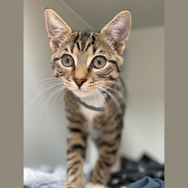 Photo of Jackson (9848)