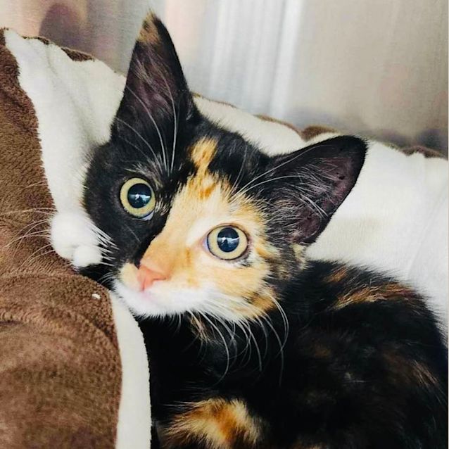 Photo of Kelsey   Located In Templestowe