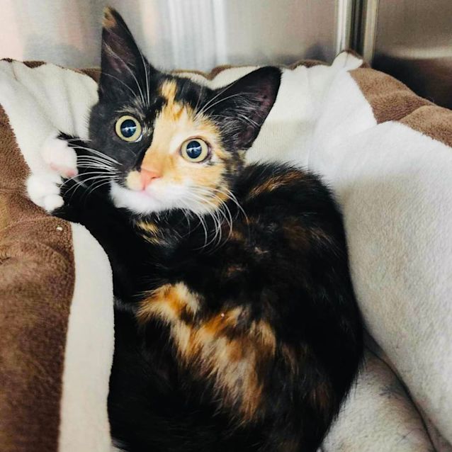 Photo of Kelsey   Located In Templestowe