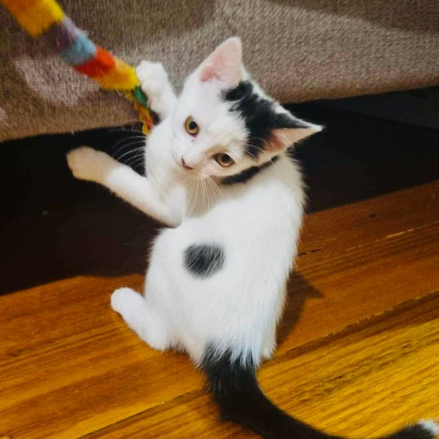 Photo of Gertie   Located In Preston