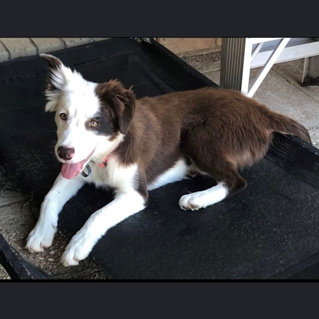 Photo of Buttercup