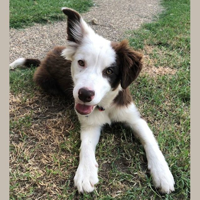 Photo of Buttercup