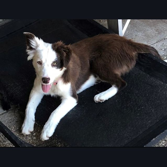 Photo of Buttercup