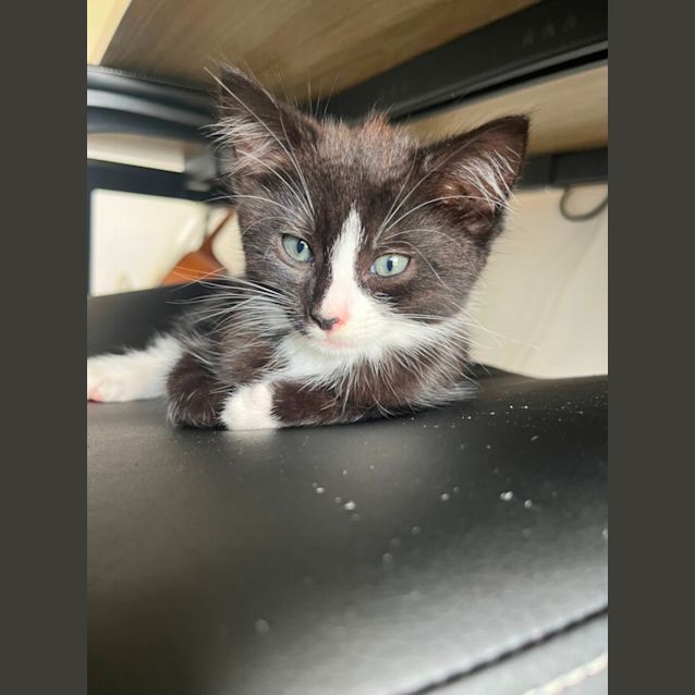 Photo of Edna Krabappel **2nd Chance Cat Rescue**