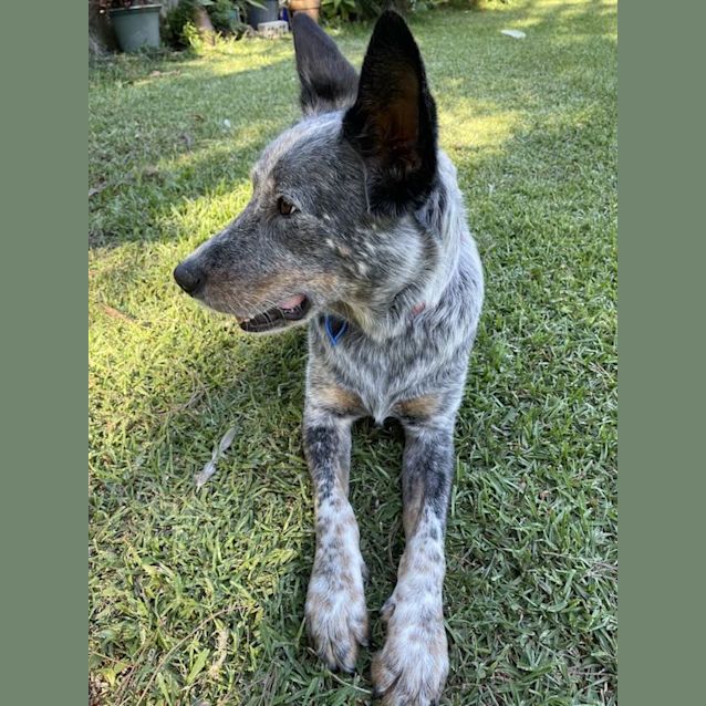 Photo of Diesel *$250 Adoption Fee*