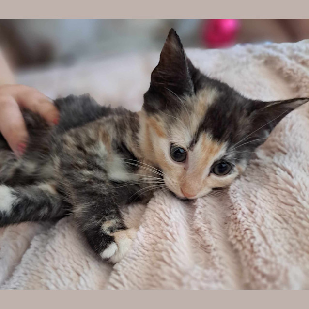 Photo of Brandy (K6)