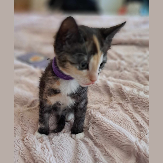 Photo of Jelly Bean (K7)