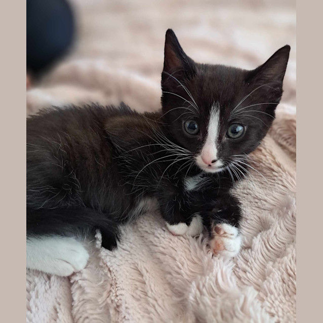 Photo of Jimmy Dean (K8)