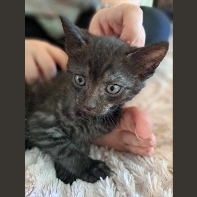 Photo of Monty (K10)