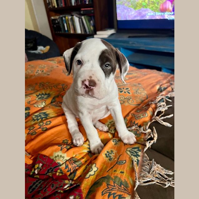 Photo of Poky Little Puppy