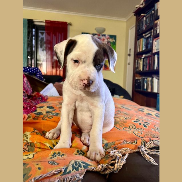 Photo of Poky Little Puppy