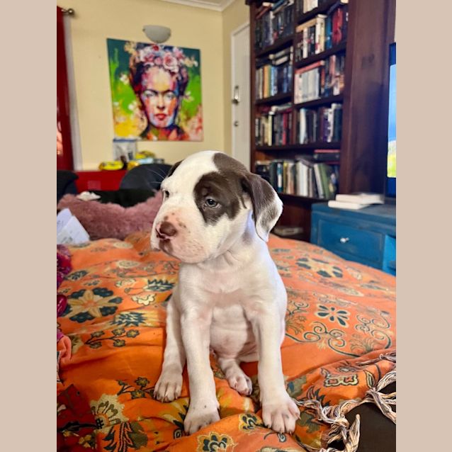 Photo of Poky Little Puppy