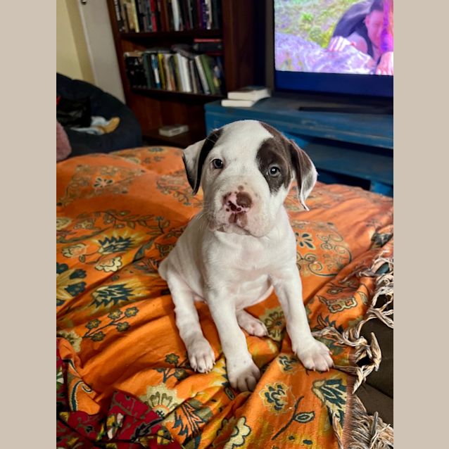 Photo of Poky Little Puppy