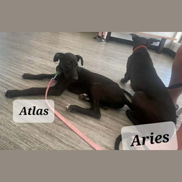 Photo of Atlas