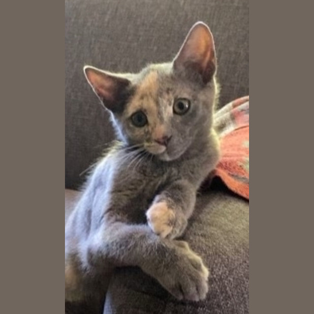 Photo of Luna