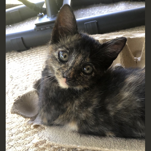 Photo of Pumpkin