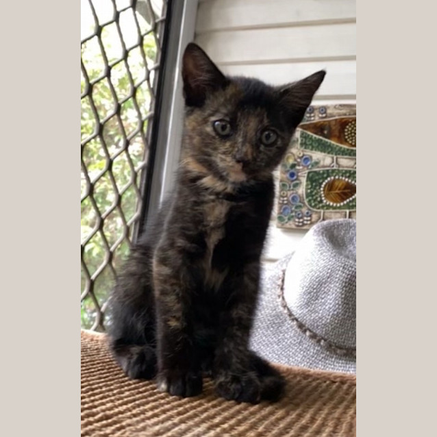 Photo of Pumpkin
