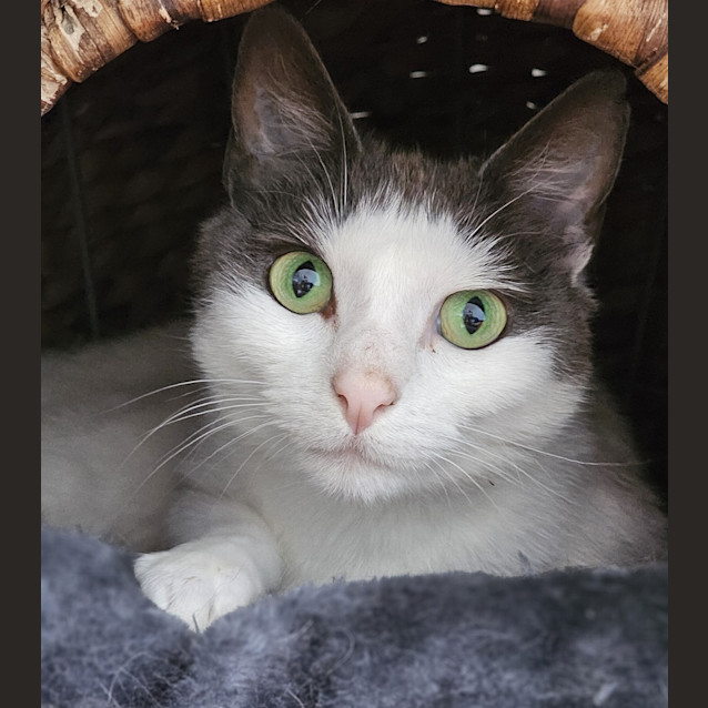 Photo of Melody