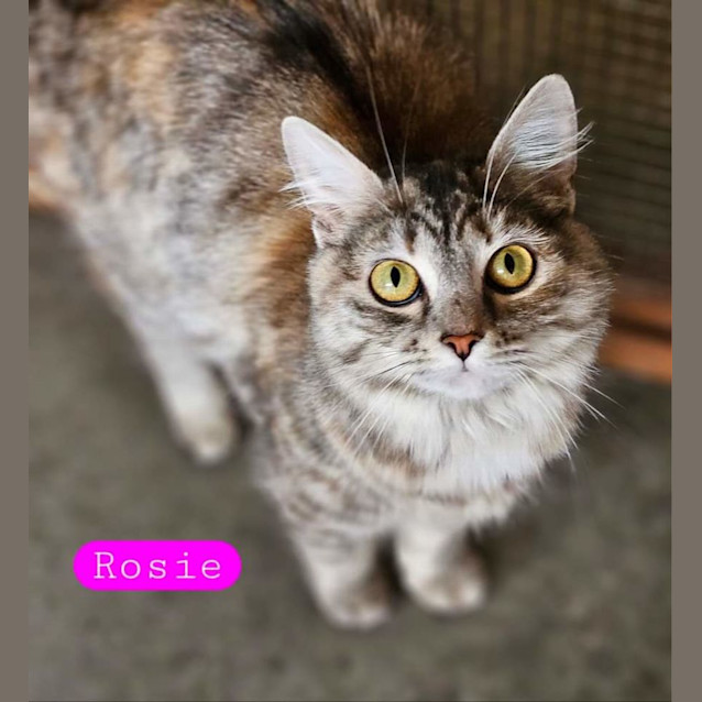 Photo of Rosie
