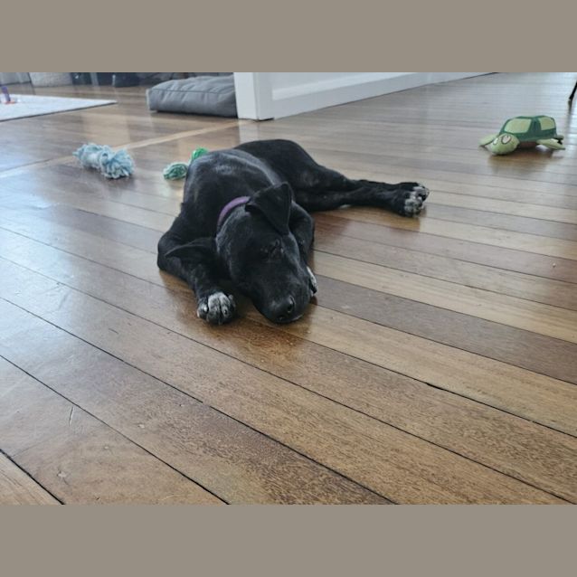 Photo of Zara   4 Month Old Kelpie X