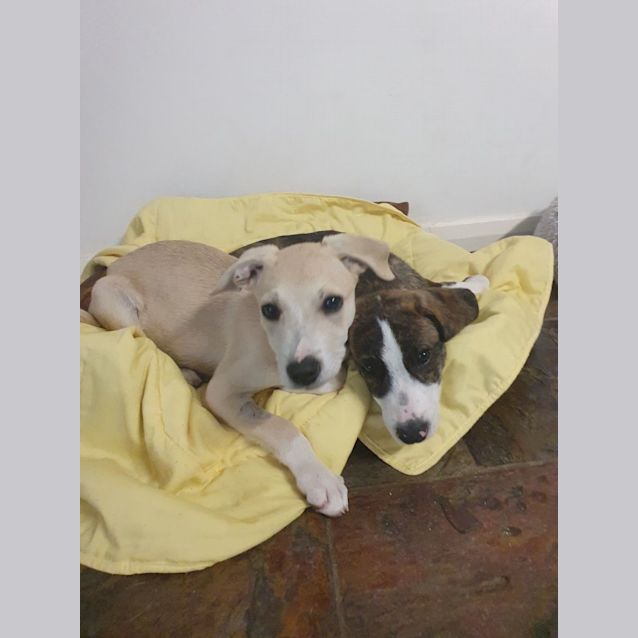 Photo of Pyjamas (Pj)