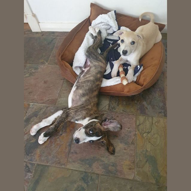 Photo of Pyjamas (Pj)