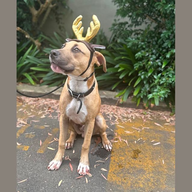Photo of Rudolph
