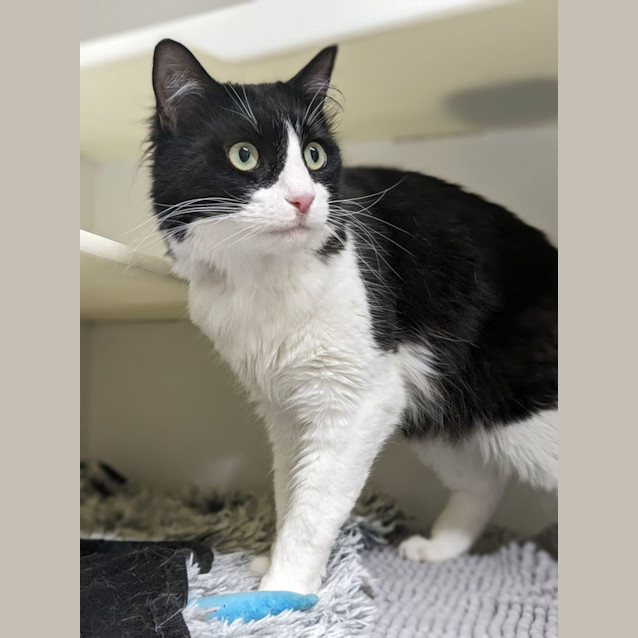 Photo of 🥨 Jasper F02716 🥨