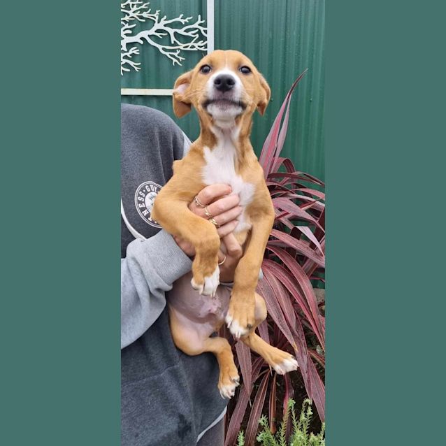 Photo of Astro