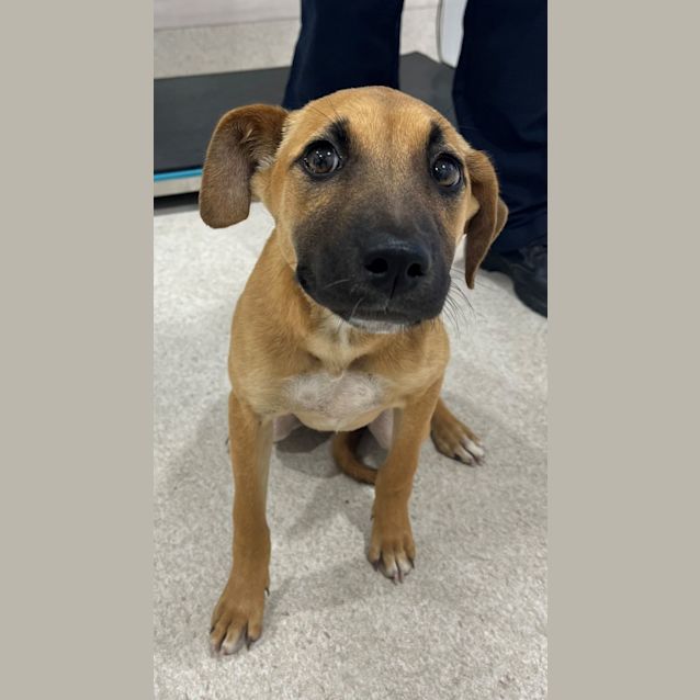 Photo of Evie (9849)