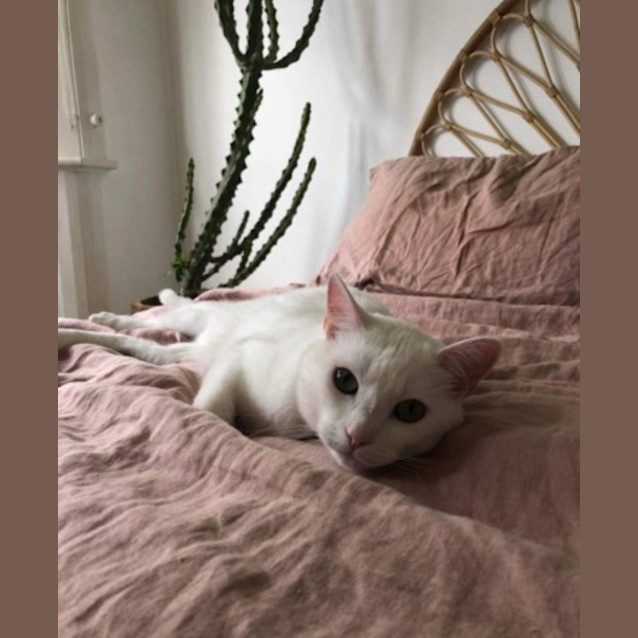 Photo of Ollie