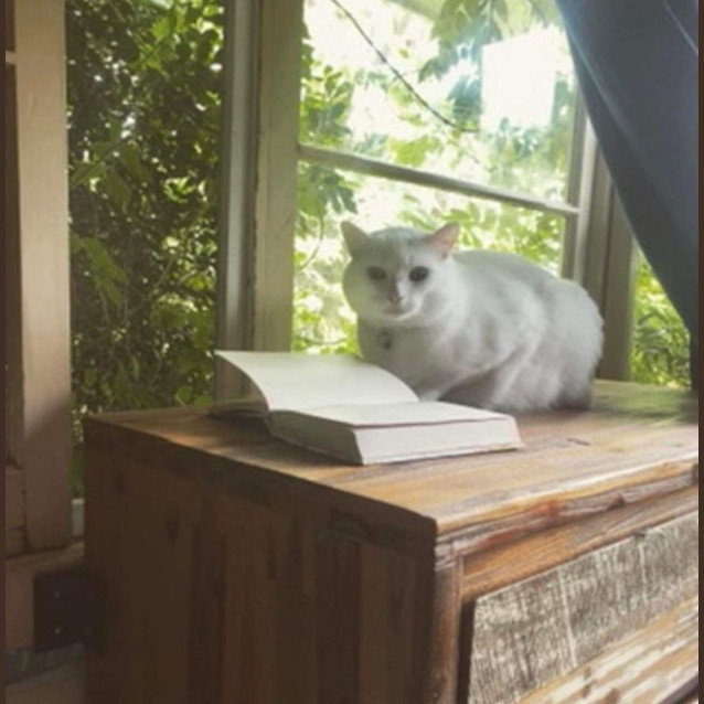 Photo of Ollie