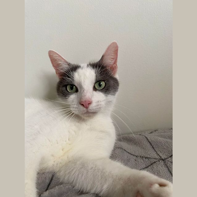 Photo of Pepper