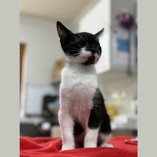 Photo of Alvin