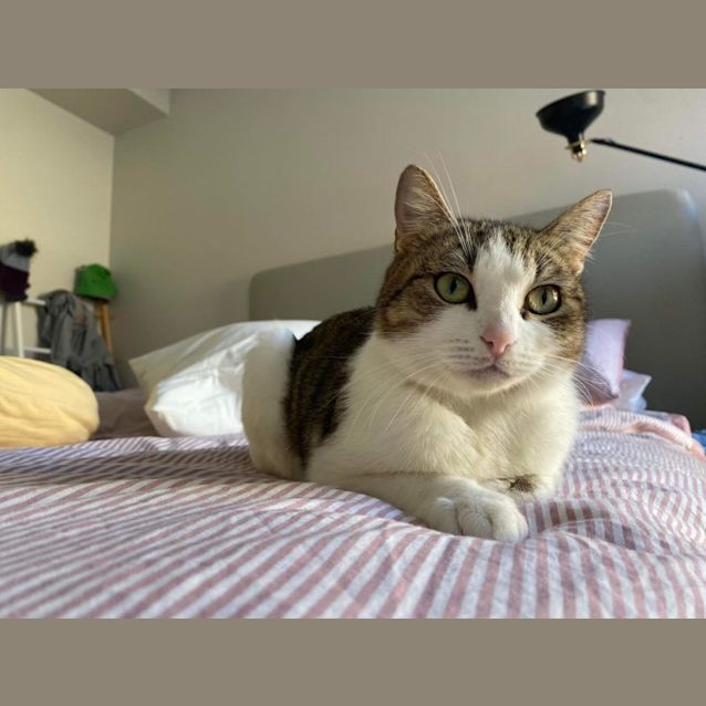 Photo of Smudge