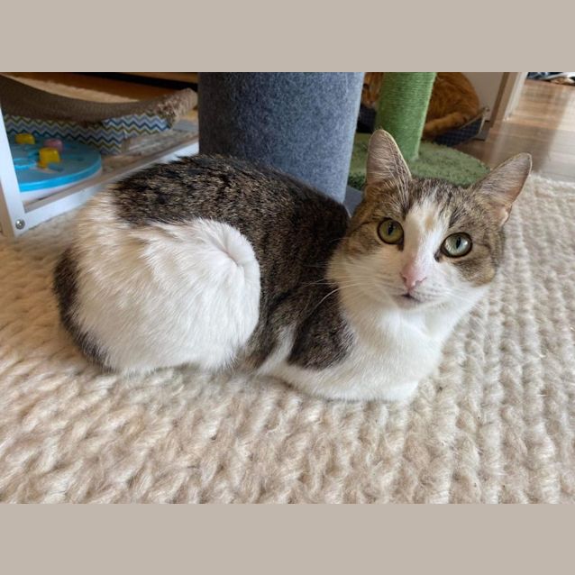 Photo of Smudge