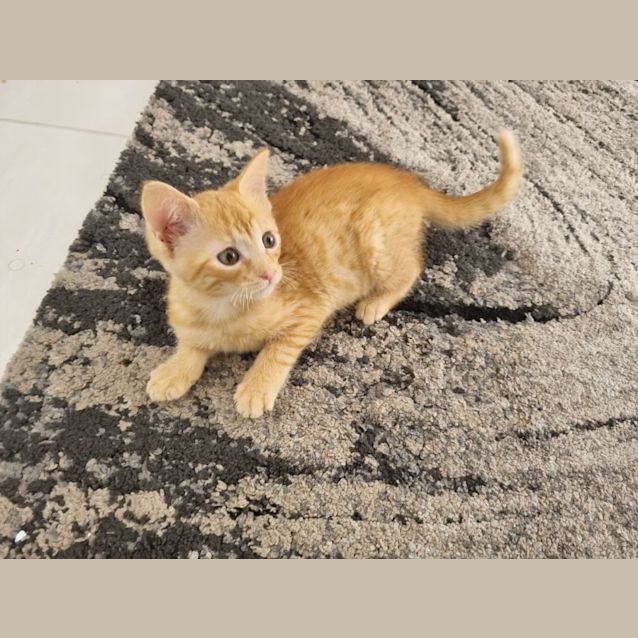 Photo of Cheddar **2nd Chance Cat Rescue**