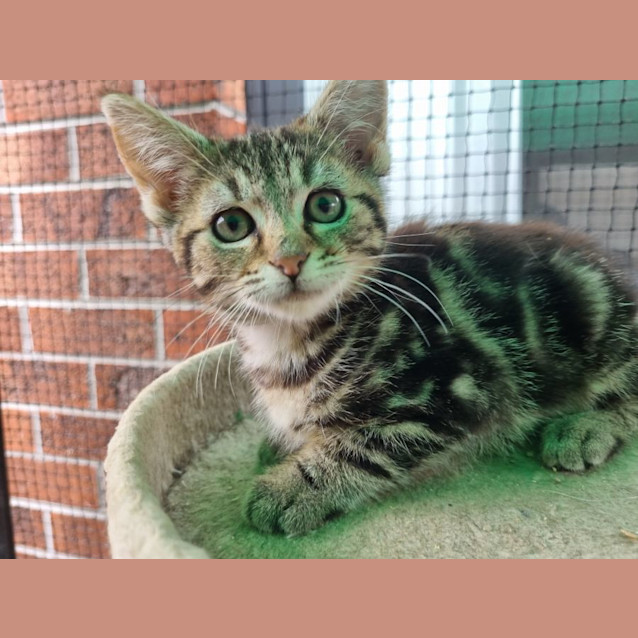 Photo of Tutina ** 2nd Chance Cat Rescue**