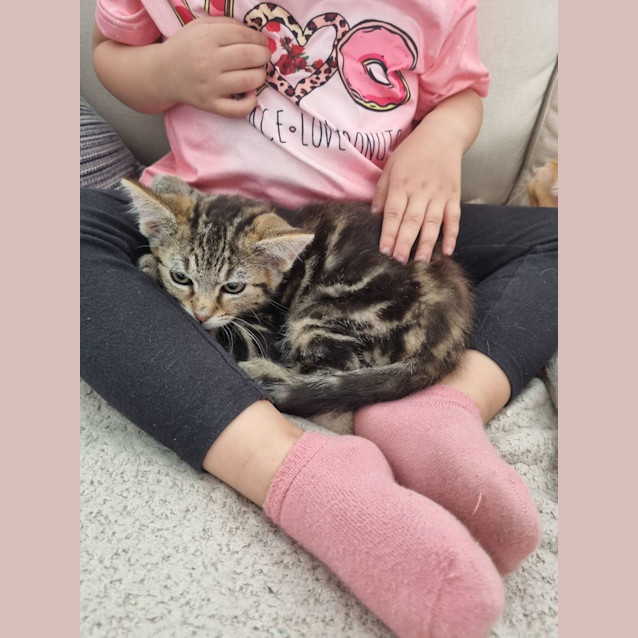 Photo of Tutina ** 2nd Chance Cat Rescue**