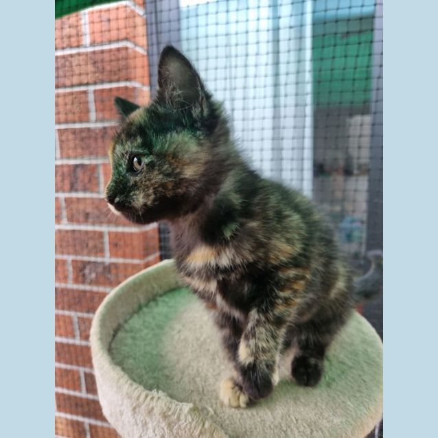 Photo of Cleo ** 2nd Chance Cat Rescue**