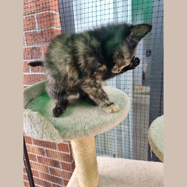 Photo of Cleo ** 2nd Chance Cat Rescue**