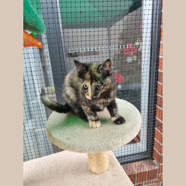 Photo of Cleo ** 2nd Chance Cat Rescue**