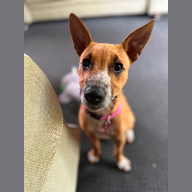 Photo of Ginger
