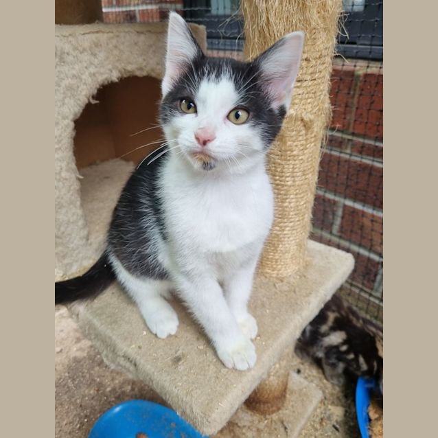 Photo of Patch