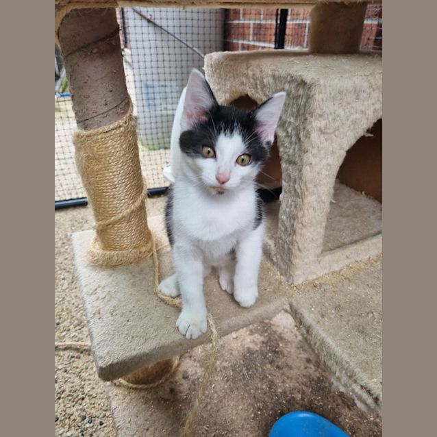 Photo of Patch