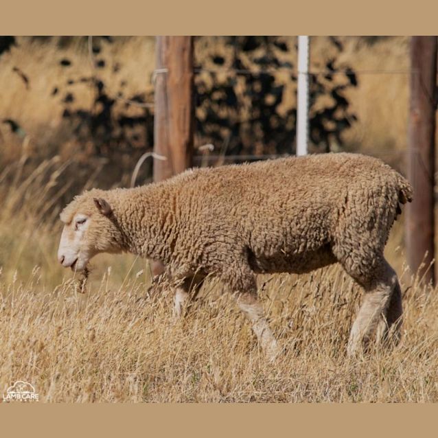 Photo of Lolly, Pop And Beatrix
