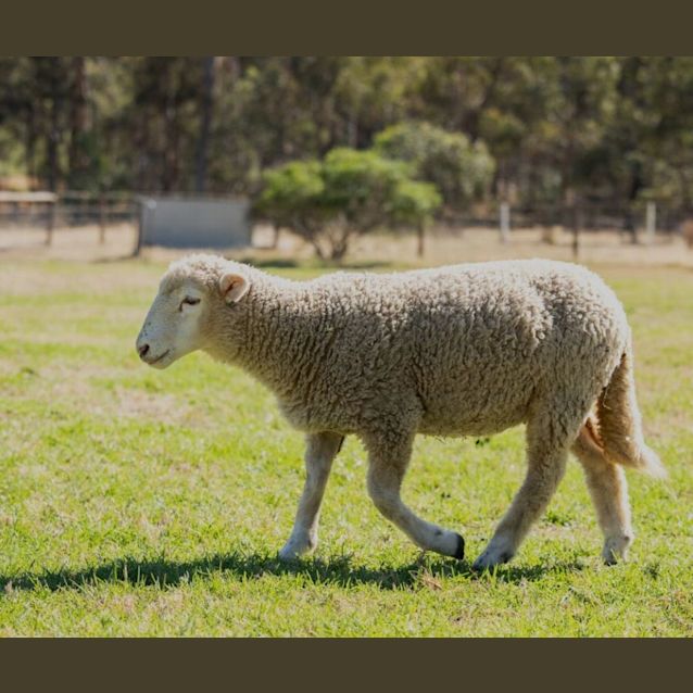 Photo of Lolly, Pop And Beatrix