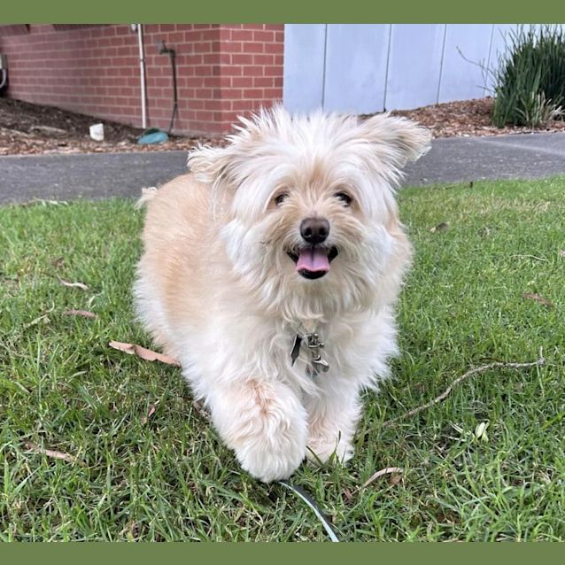 Photo of Lilly Pilly